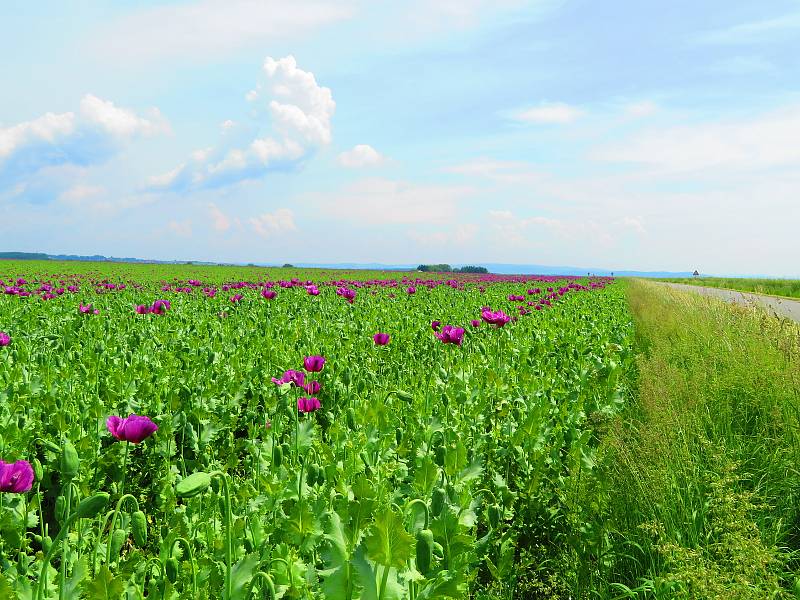 Fialová nádhera. Rostliny kvetoucího máku přitahují fotografy. Barevné lány lze obdivovat i na Táborsku.