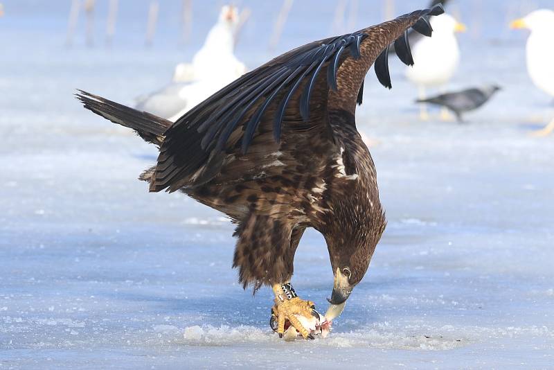 Orel mořský na jihu Čech. Při pozorování by se člověk měl chovat naprosto nenápadně a tiše. To, platí zejména v zimě, kdy zamrzají hladiny rybníků a pro orly se snižuje dostupnost potravy.