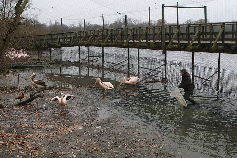 Přesun pelikánů bílých do zimoviště v zoo Ohrada v Hluboké nad Vltavou.