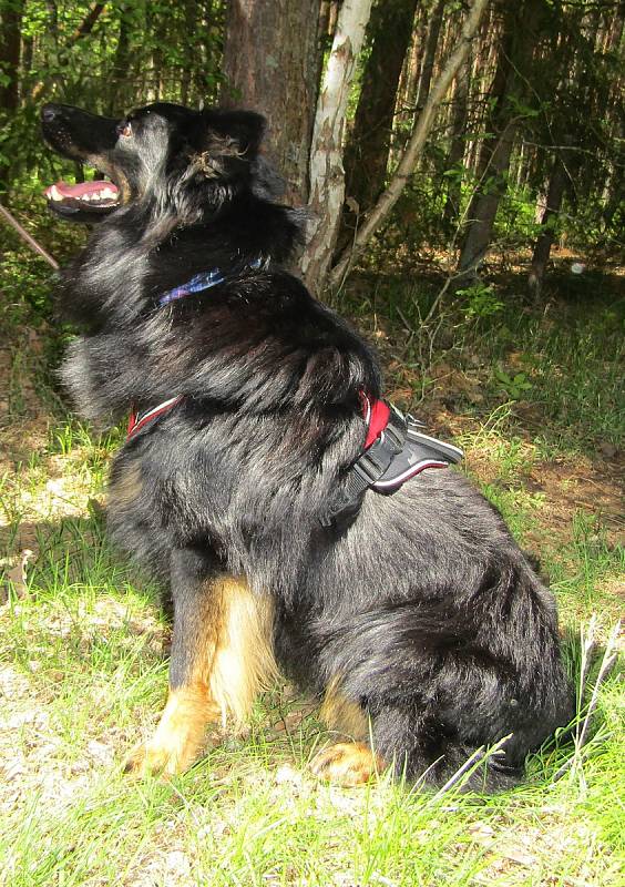 Pes může být pro pohřešovaného poslední nadějí. Seznamte se, psí záchranáři měli třídenní soustředění na jihu Čech. International Bloodhound Academy, mantrailing, Resdogs.
