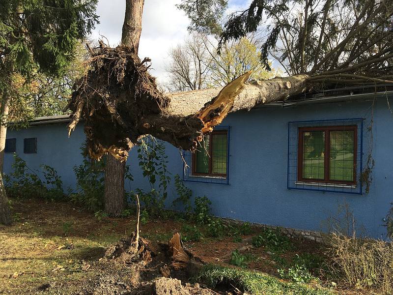 Na loděnici u Malše mezi Velkým a Malým jezem spadl kvůli větru strom.