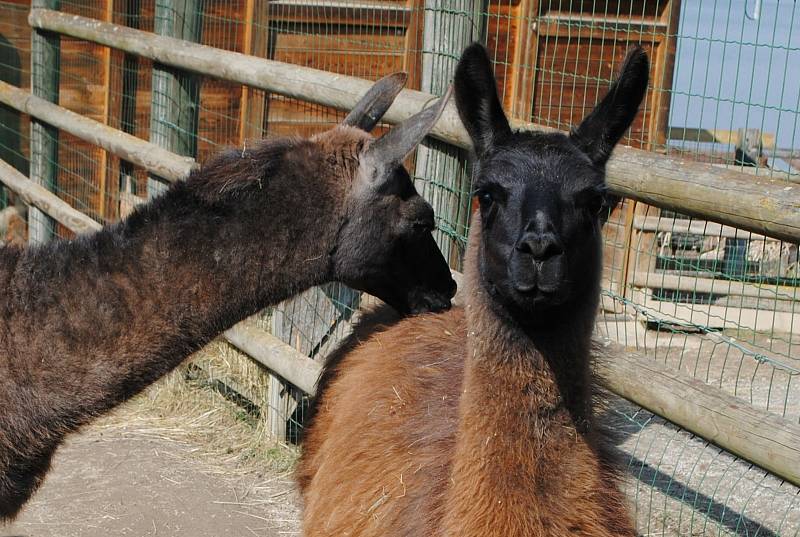 Zoo Hluboká nad Vltavou