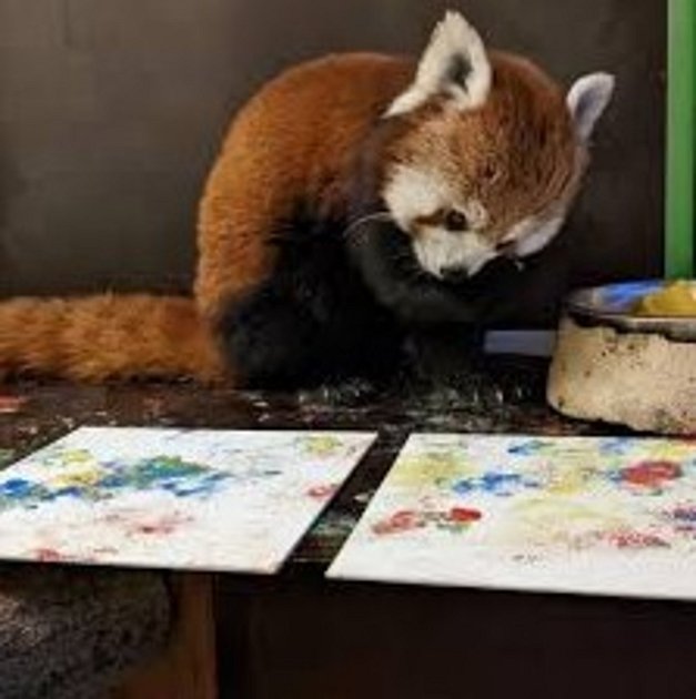 Panda při práci.