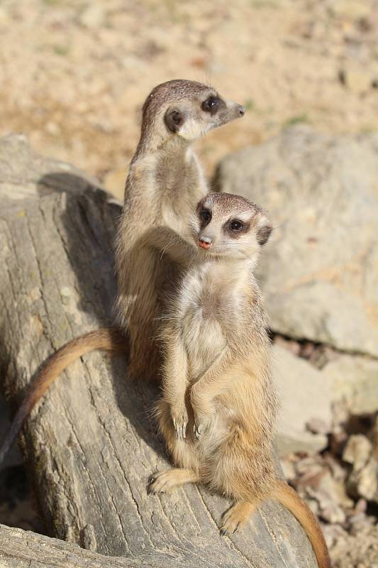 Obyvatelé (a pracovníci) ZOO Ohrada.