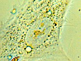 Kvazispektrální analýza živých buněk najde využití například ve studiu tkání, ale i v materiálovém inženýrství. Nejaktuálnější je využití k výzkumu vzniku a poruch imunity proti viru SARS-CoV-2.