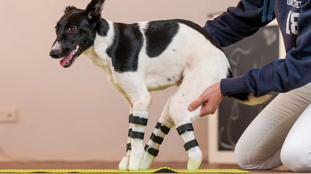 Pes se učí chodit na protézách.