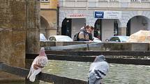Problém s holuby v Českých Budějovicích by mohl vyřešit holubník. Podívejte se, kolik jich je na náměstí Přemysla Otakara II.