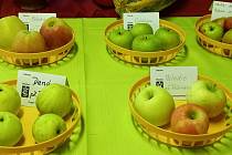 Jablka je možné vystavovat nebo třeba vylisovat a získat mošt. Oboje tradičně nabízejí zahrádkáři v Nových Hodějovicích. Na snímku podzimní výstava zahrádkářské produkce a jiných plodů přírody.