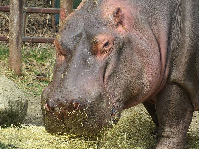 Nejroztomilejším zvířetem Jihočeského kraje je podle ankety Deníku dvoutunový obojživelný hroch ze Zoo Dvorec. Buborék pochází z Maďarska a letos v červenci oslaví 14. narozeniny.