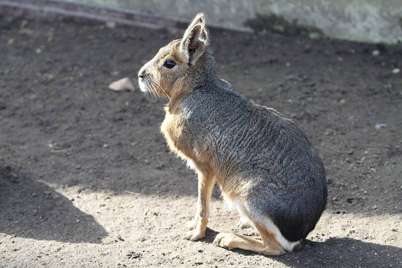 Obyvatelé (a pracovníci) ZOO Ohrada.