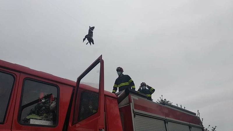 Jindřichohradečtí profesionální hasiči 14. května v Malíkově nad Nežárkou vysvobodili kachnu z drátů.