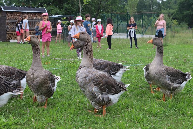 Příměstský tábor VSKH Pohodáři na malé farmě u Pilmanova rybníka v Českých Budějovicích.