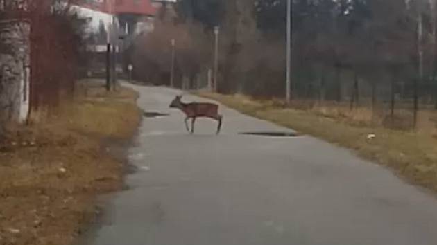 Jedním z nebezpečí, které na řidiče na cestě číhá, je zvěř. Zejména za zhoršené viditelnosti bývá střet s lesní zvěří častou příčinou dopravních nehod.