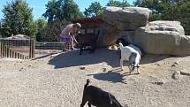 V Jihočeské zoologické zahradě se smějí krmit zakrslé kozičky (na snímku) a kapři granulemi z automatů. Jakékoliv jiné krmení zvířat je zakázáno. Bohužel to ne všichni návštěvníci respektují.
