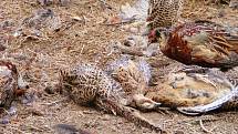V šoku se ocitli hosínští myslivci, když přišli po řádění neznámého pachatele do své bažantnice. Ve velké voliéře leželo 118 pobitých kuřat, živí ptáci chodili mezi uhynulými kusy.