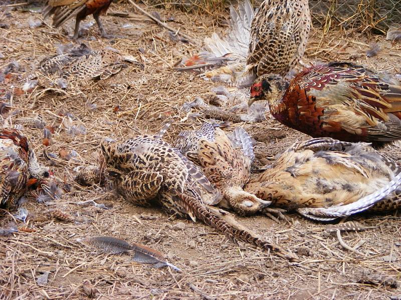 V šoku se ocitli hosínští myslivci, když přišli po řádění neznámého pachatele do své bažantnice. Ve velké voliéře leželo 118 pobitých kuřat, živí ptáci chodili mezi uhynulými kusy.