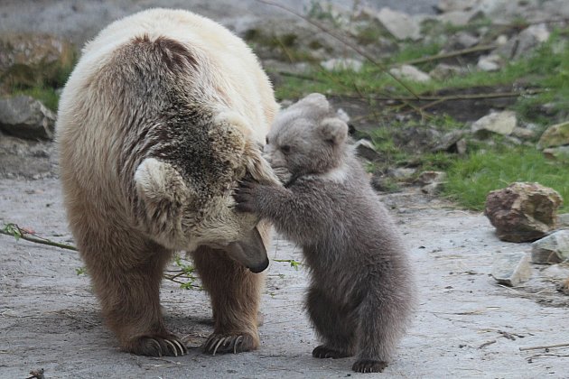 Mládě medvěda plavého se narodilo v ZOO Ohrada na Nový rok a v těchto dnech se podívalo do výběhu.