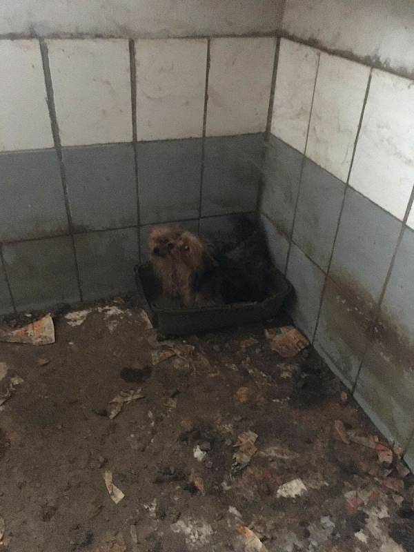 V množírně v Chvalešovicích na Českobudějovicku přežívalo 9 fen a tři psi. Zachráněným psům se dostalo náležité veterinární péče. Většina už se dočkala nového domova.