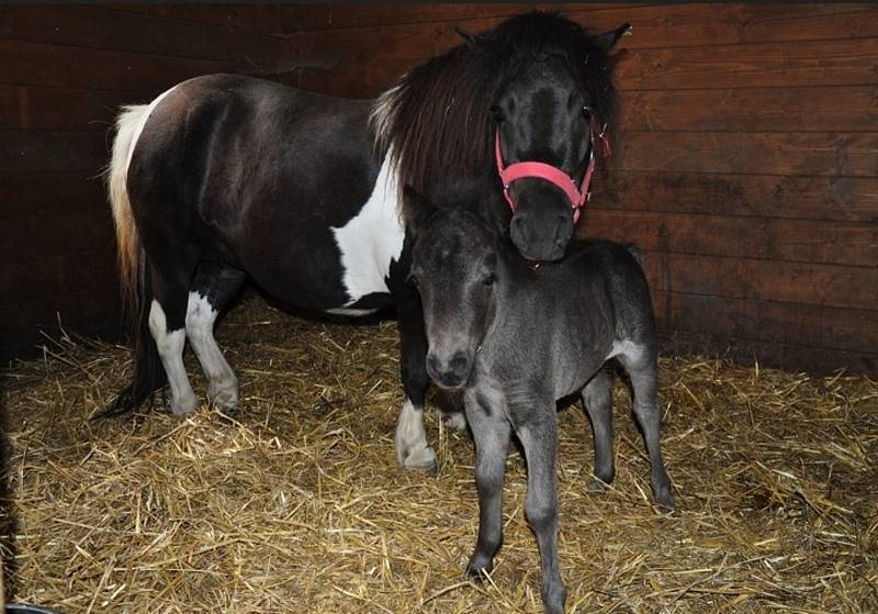Nový život. Pony klisna Bobina s dcerou Pomněnkou, narozena 9. května 2007, Hradní safari Strakonice. Z minulých let má špatné zkušenosti s neukázněnými návštěvníky, kteří ji nevhodným krmením málem připravili o život, přesto na lidi nezanevřela.
