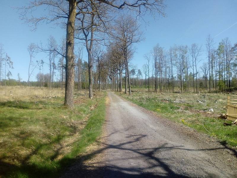 Květnová procházka Mojským lesem a lesy kolem Borku.