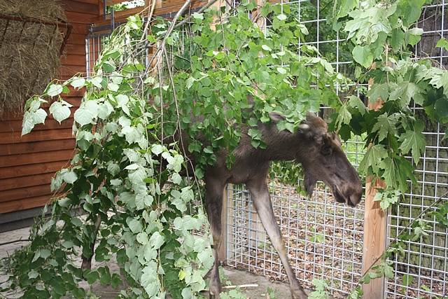 Stěhování losa evropského do Zoo Ohrada.