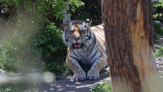 Po letech navštívila Monika Šavlová, která na jih přijela až z Kladrub u Stříbra, hlubockou zoo.