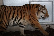 Zoo Ohrada získala samičku tygra ussurijského. K vidění ve výběhu bude v lednu 2015.
