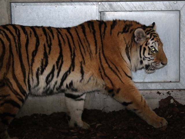 Zoo Ohrada získala samičku tygra ussurijského. K vidění ve výběhu bude v lednu 2015.