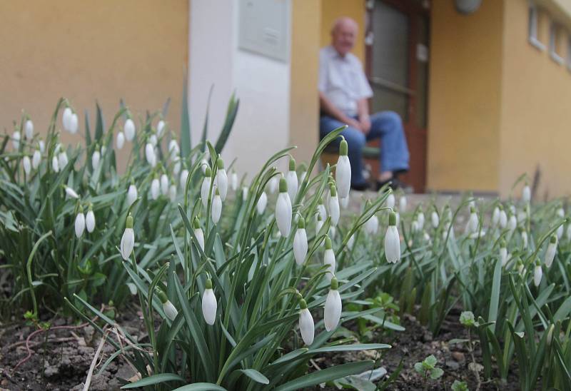 Rozkvetlé kytičky v Českých Budějovicích v ulici U Trojice.