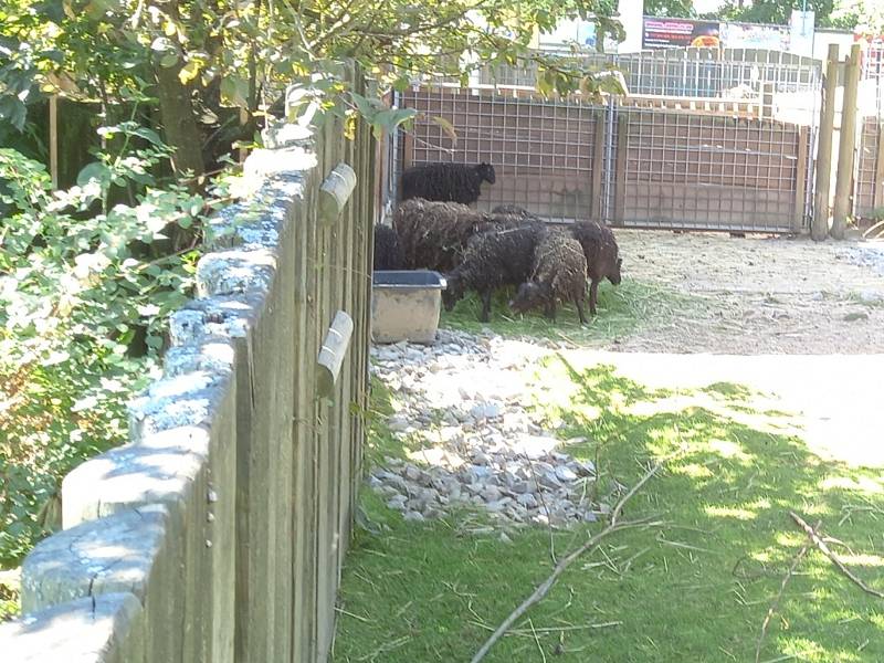 V Jihočeské zoologické zahradě se smějí krmit zakrslé kozičky a kapři granulemi z automatů. Jakékoliv jiné krmení zvířat je zakázáno. Bohužel to ne všichni návštěvníci respektují a doplatil na to beran ovce ouessantské.