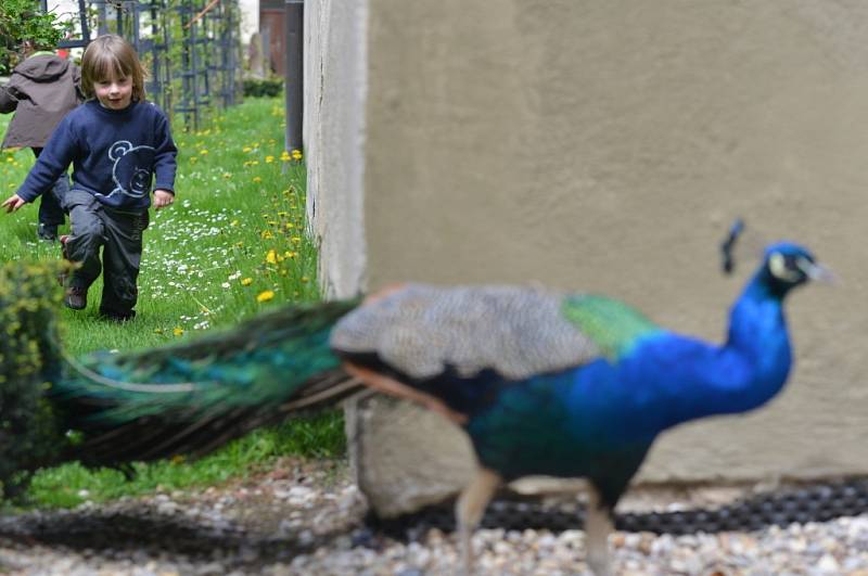 Děti na Anifilmu bavily večerníčky, loutkové pohádky, filmy na Masarykově náměstí... a taky pávi na zámeckém nádvoří.