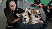 Výstaviště v Českých Budějovicích o víkendu obléhali milovníci psů. Konala se zde totiž mezinárodní výstava všech plemen.