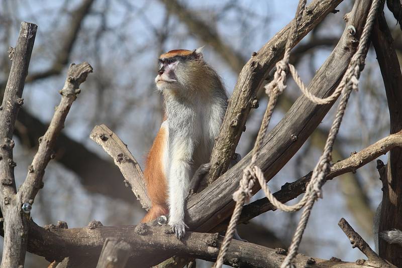 Obyvatelé (a pracovníci) ZOO Ohrada.