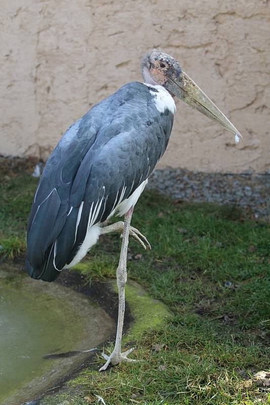 Obyvatelé (a pracovníci) ZOO Ohrada.