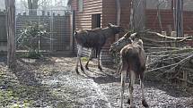 Obyvatelé (a pracovníci) ZOO Ohrada.