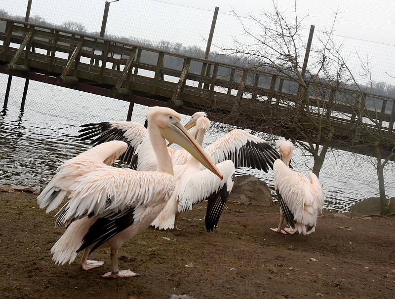 Pelikání v hlubocké ZOO dostali s přicházejícím jarem svobodu venkovního výběhu