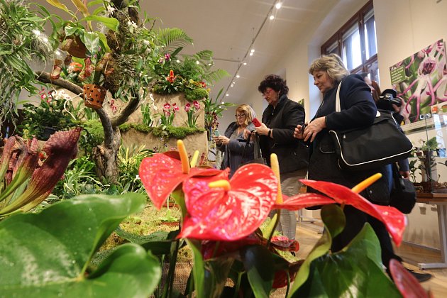 Výstava orchidejí v Jihočeském muzeu