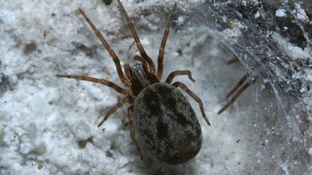 Skvrny na fasádách má na svědomí třímilimetrový pavouk - Českobudějovický  deník