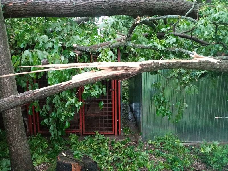 Na psí kotce a na garáž spadly Ivanovi Horáčkovi z Chlumu u Třeboně při sobotním dešti a větru čtyři stromy.