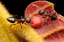Tropičtí mravenci konzumují velkou rozmanitost potravy, kde se některé druhy specializují na lov hmyzu nebo naopak na cukry. Zde se mravenec rodu Crematogaster živí na cukerných výměšcích poskytované tropickou rostlinou. Papua Nová Guinea.