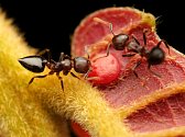 Tropičtí mravenci konzumují velkou rozmanitost potravy, kde se některé druhy specializují na lov hmyzu nebo naopak na cukry. Zde se mravenec rodu Crematogaster živí na cukerných výměšcích poskytované tropickou rostlinou. Papua Nová Guinea.