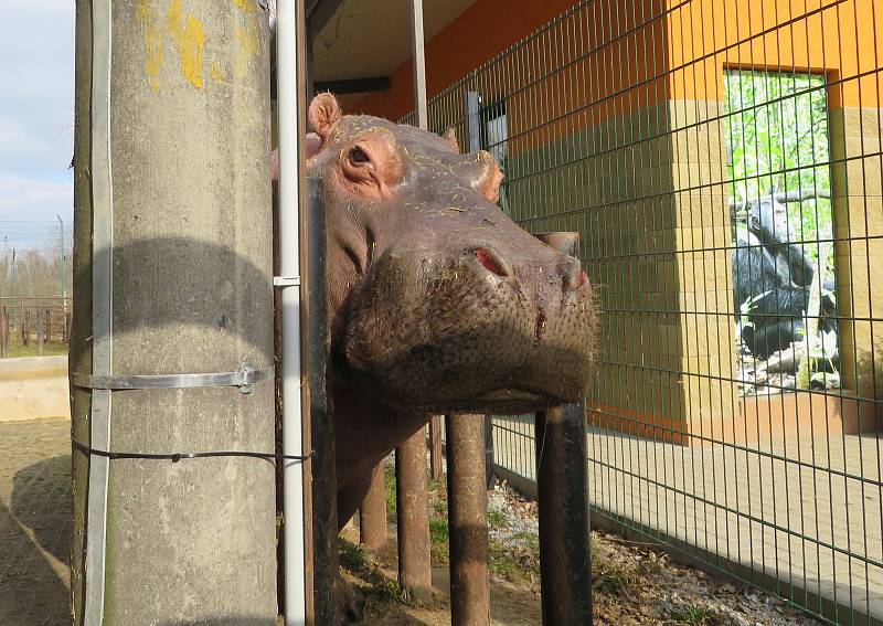 Nejroztomilejším zvířetem Jihočeského kraje je podle ankety Deníku dvoutunový obojživelný hroch ze Zoo Dvorec. Buborék pochází z Maďarska a letos v červenci oslaví 14. narozeniny.