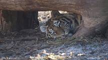 Tygřata v ZOO Ohrada v Hluboké nad Vltavou ve výběhu pěkně řádí.