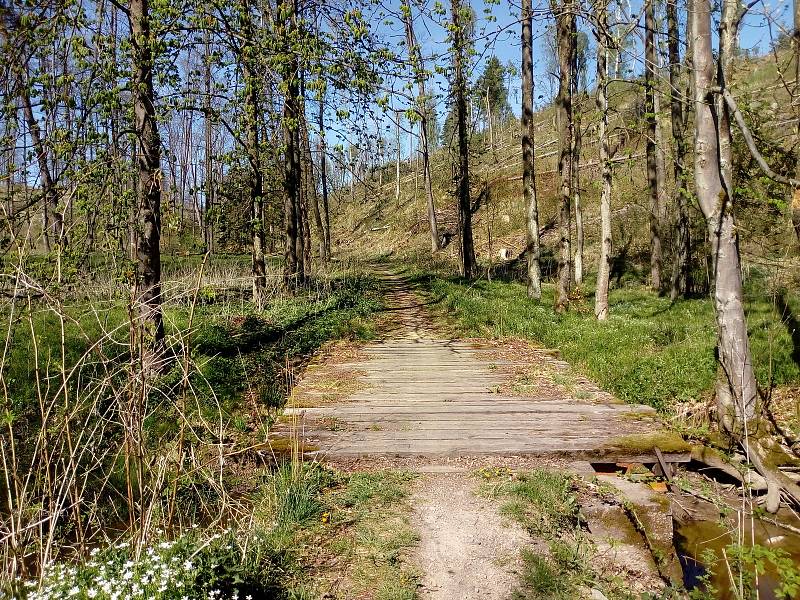 Květnová procházka Mojským lesem a lesy kolem Borku.