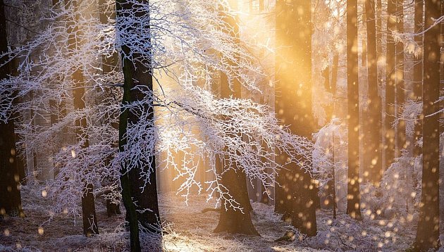 Ranní sluníčko ohřálo i zimní les…