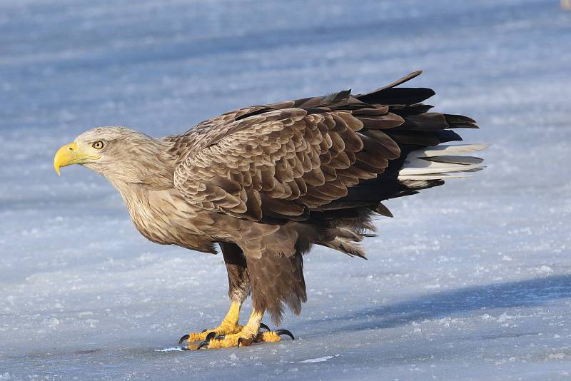 Orel mořský na jihu Čech. Při pozorování by se člověk měl chovat naprosto nenápadně a tiše. To, platí zejména v zimě, kdy zamrzají hladiny rybníků a pro orly se snižuje dostupnost potravy.