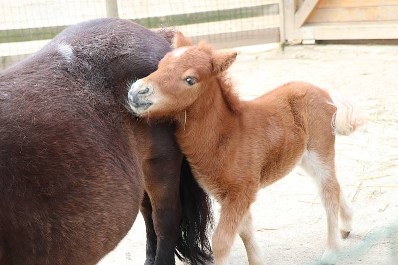 Jihočeská zoologická zahrada Hluboká