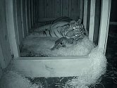 Samici tygra ussurijského Altaice se 5. července 2021 v zoo v Hluboké nad Vltavou narodila dvě mláďata. Jejich otcem je samec Oliver.