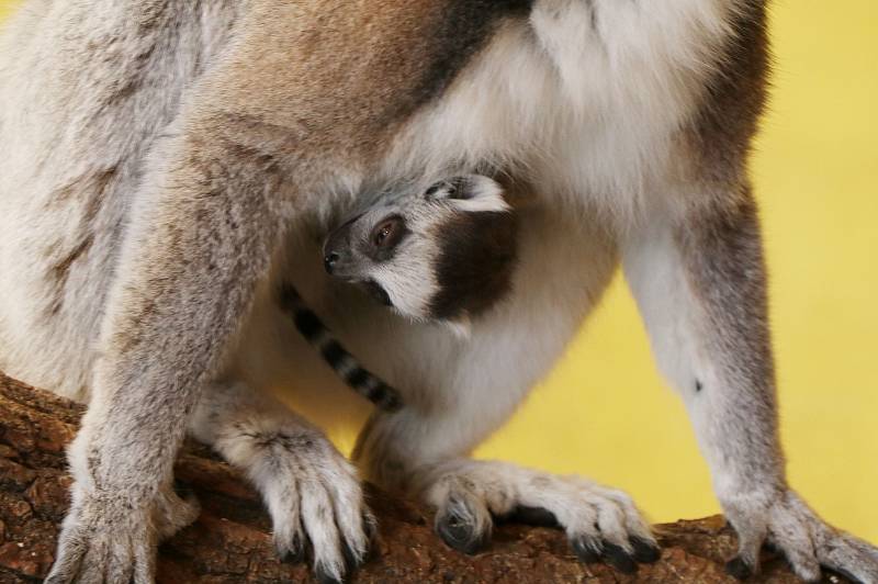 Nové přírůstky v ZOO Ohrada, lemur kata.