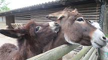 Jihočeská zoologická zahrada Hluboká